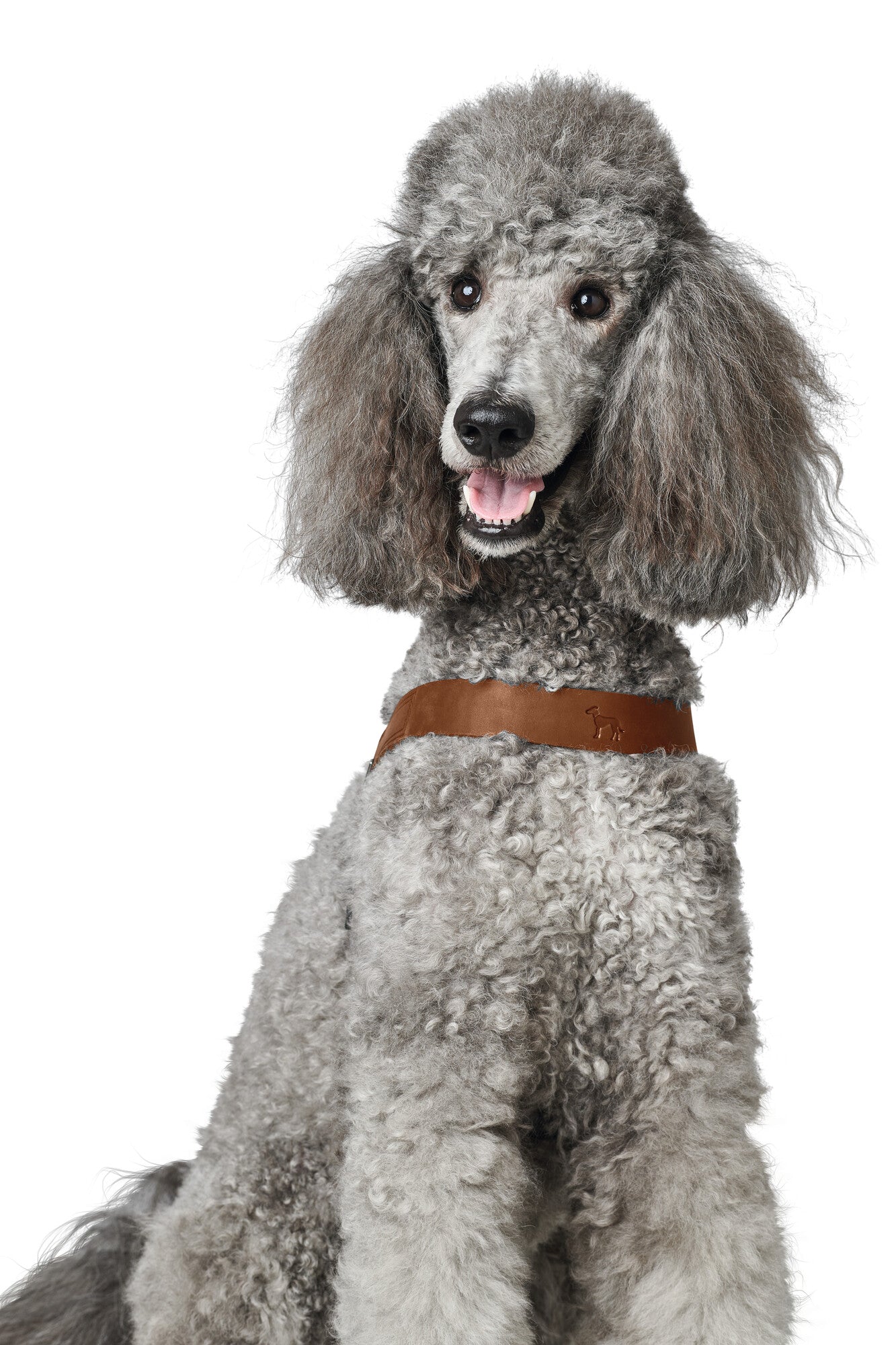 Dimaro Göğüs Tasması