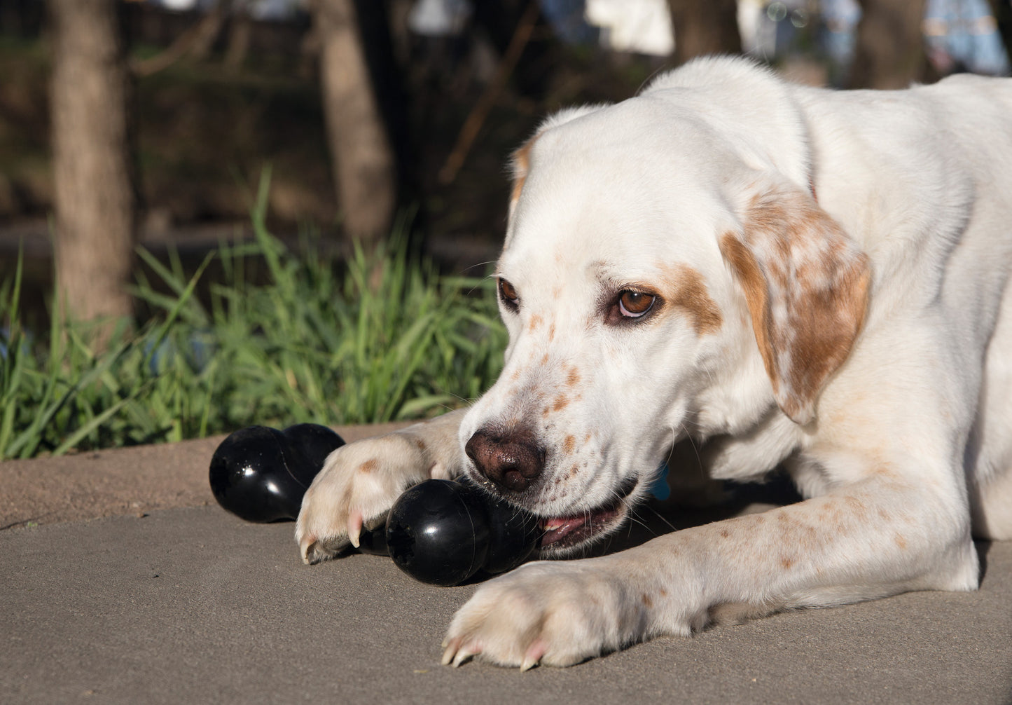 Kong Extreme Goodie Bone