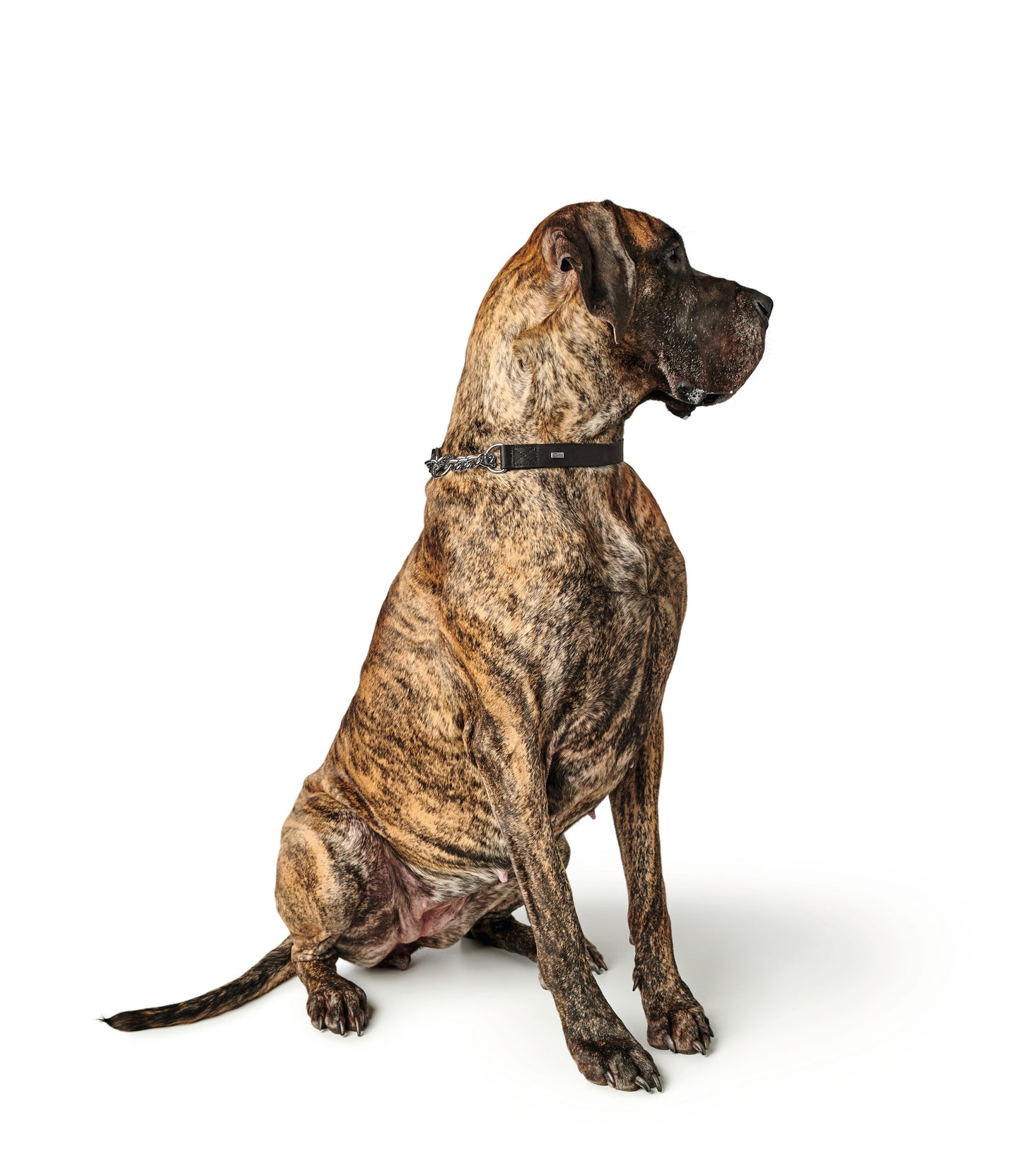 Aalborg Chain Boyun Tasması