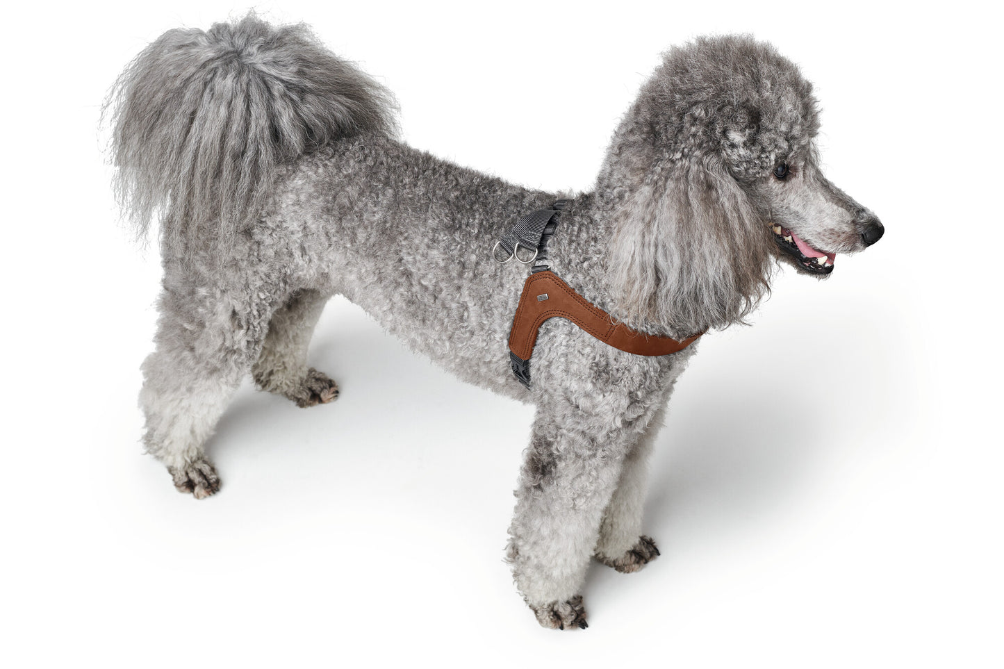 Dimaro Göğüs Tasması