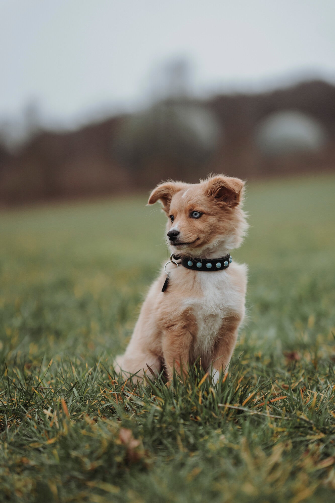 Modica Boyun Tasması