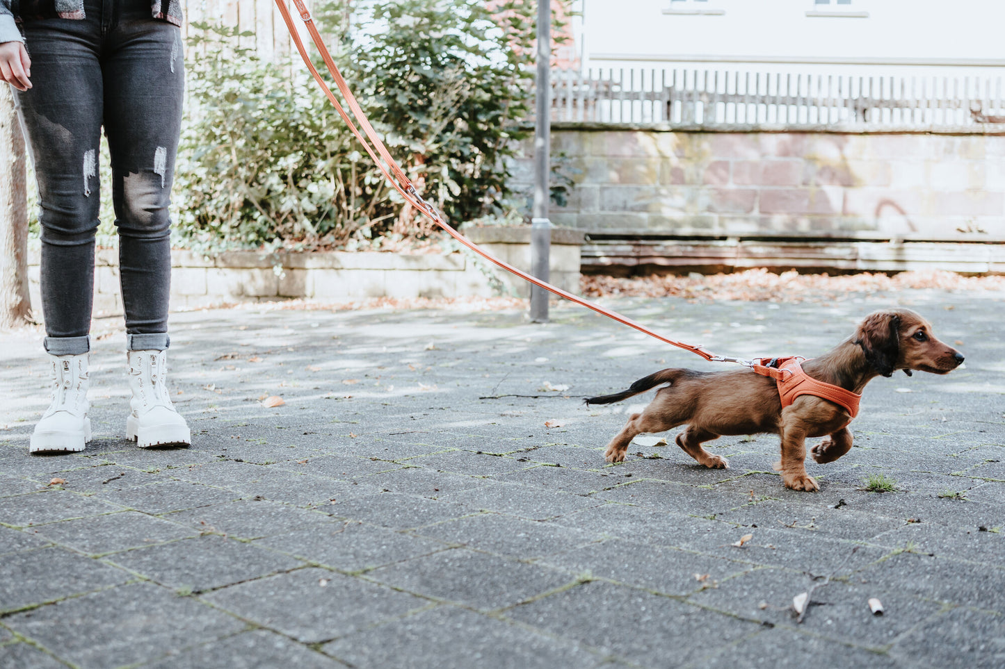 Hilo Göğüs Tasması