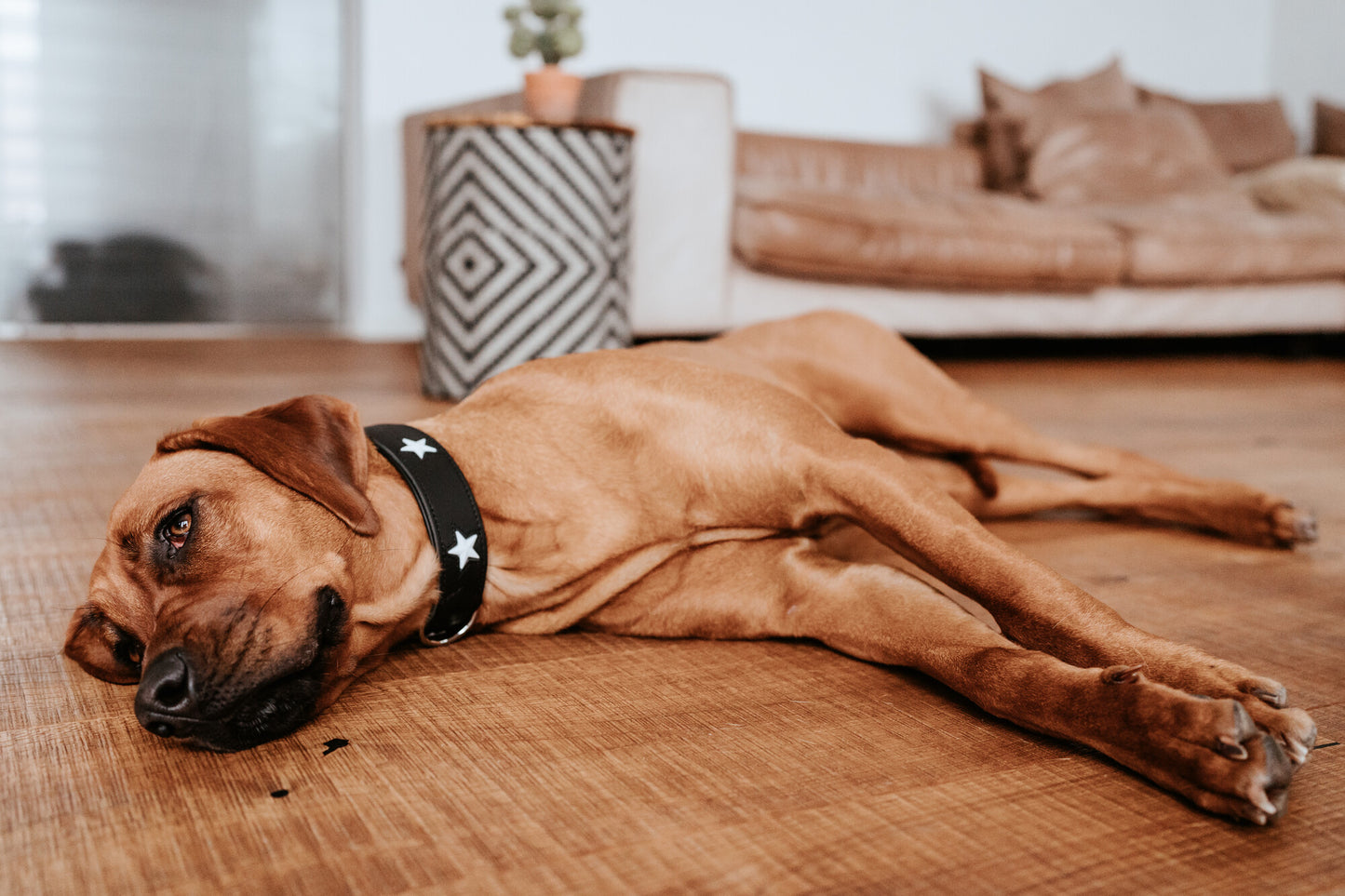 Magic Star Boyun Tasması