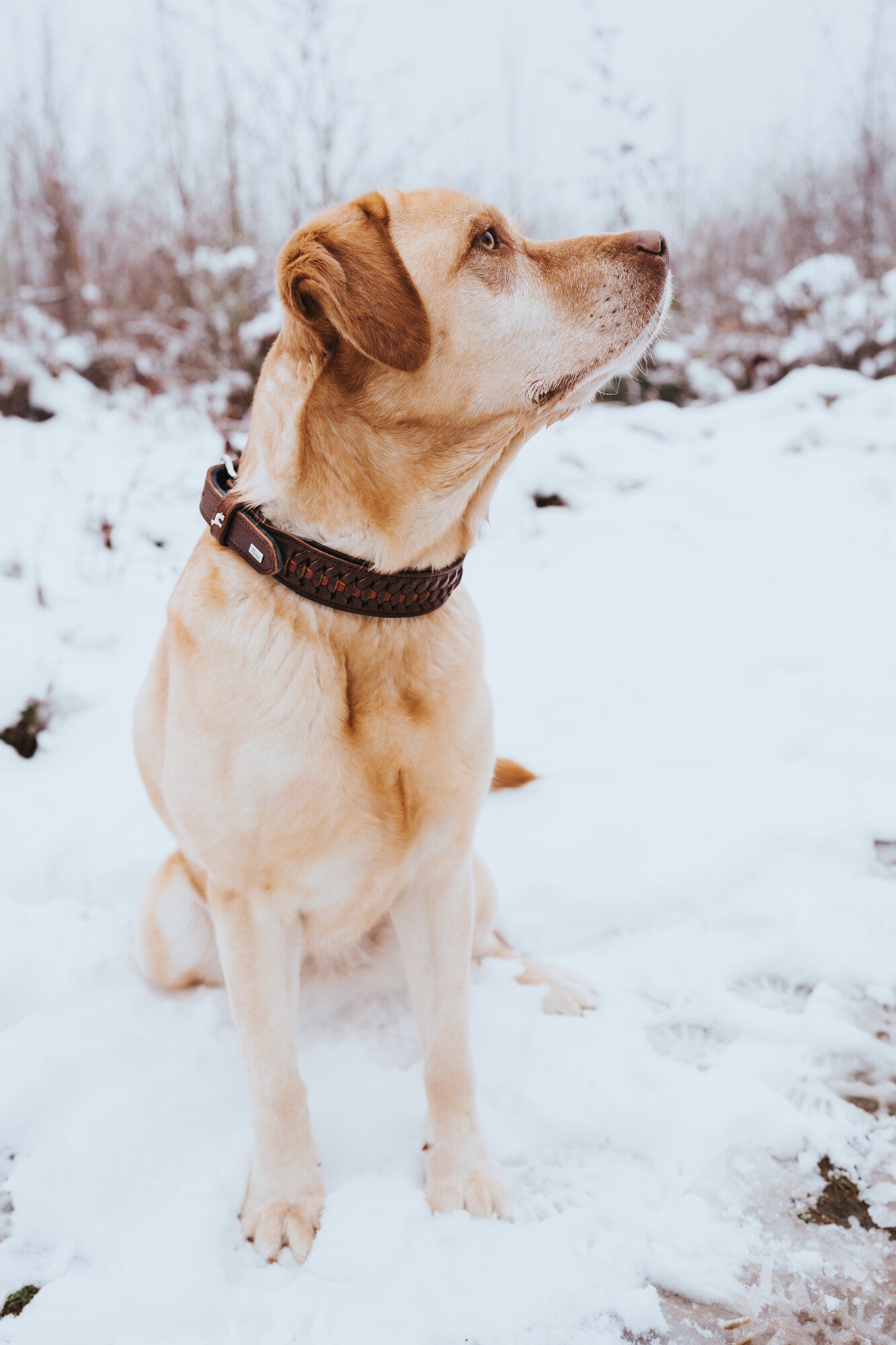 Solid Education Exclusive Boyun Tasması