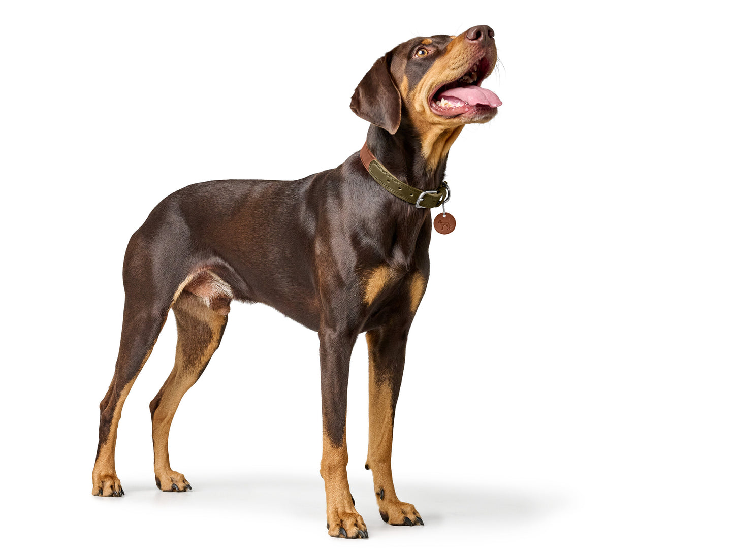 Lemvig Boyun Tasması