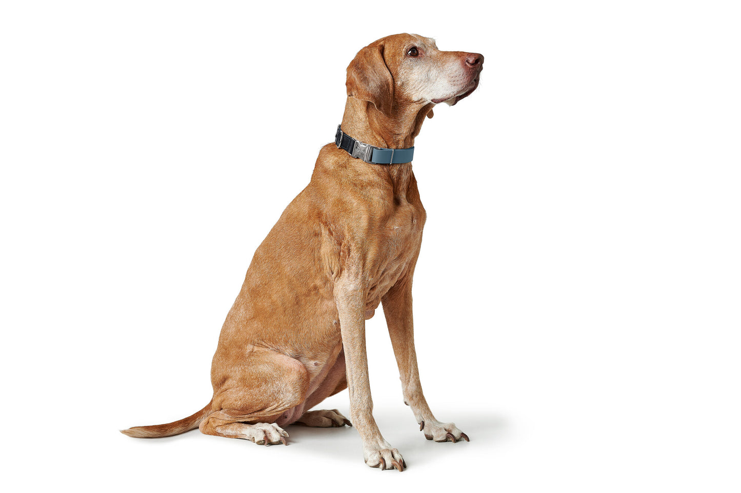 Wolmar Alu-Strong Boyun Tasması