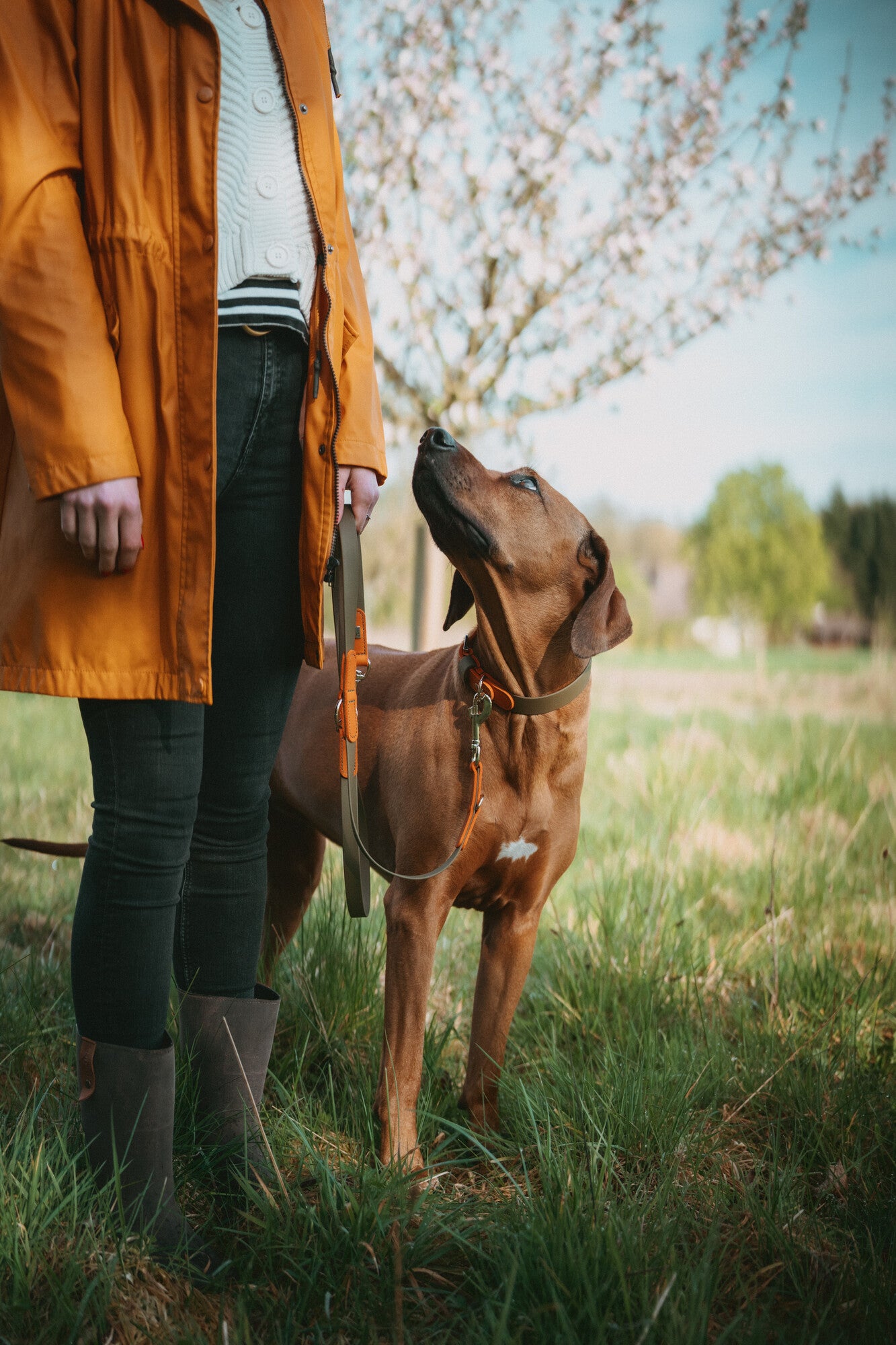 Wolmar Handsfree Kayış