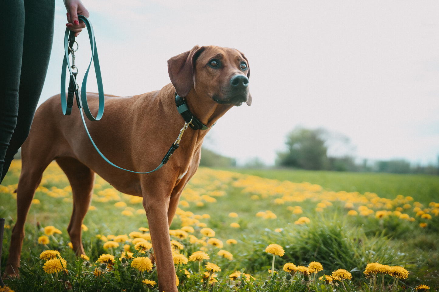 Wolmar Handsfree Kayış