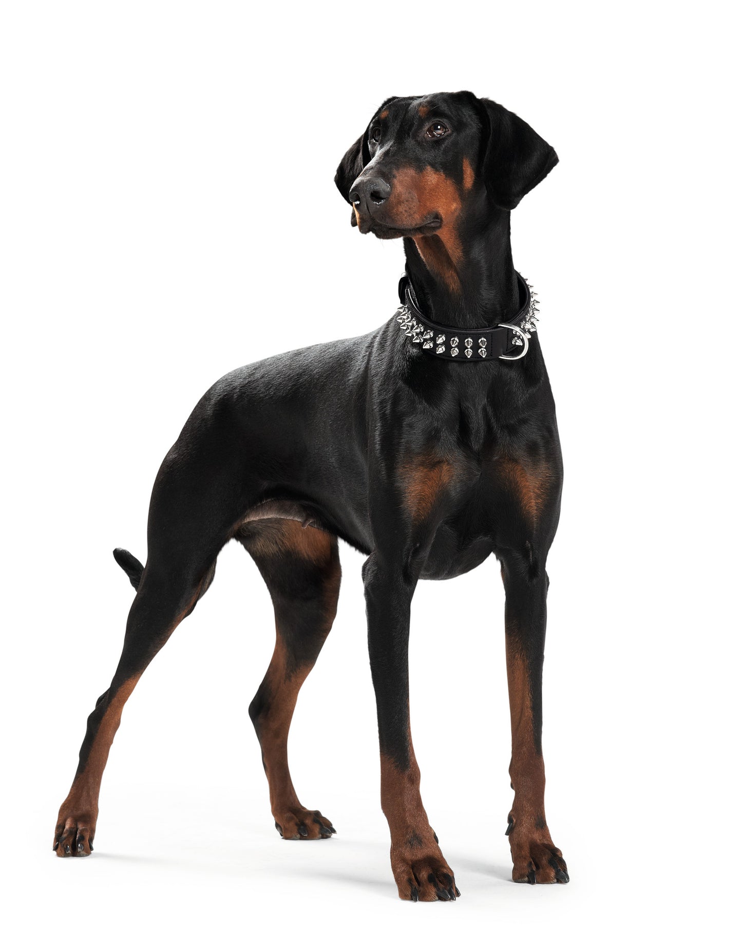 Rambo Boyun Tasması