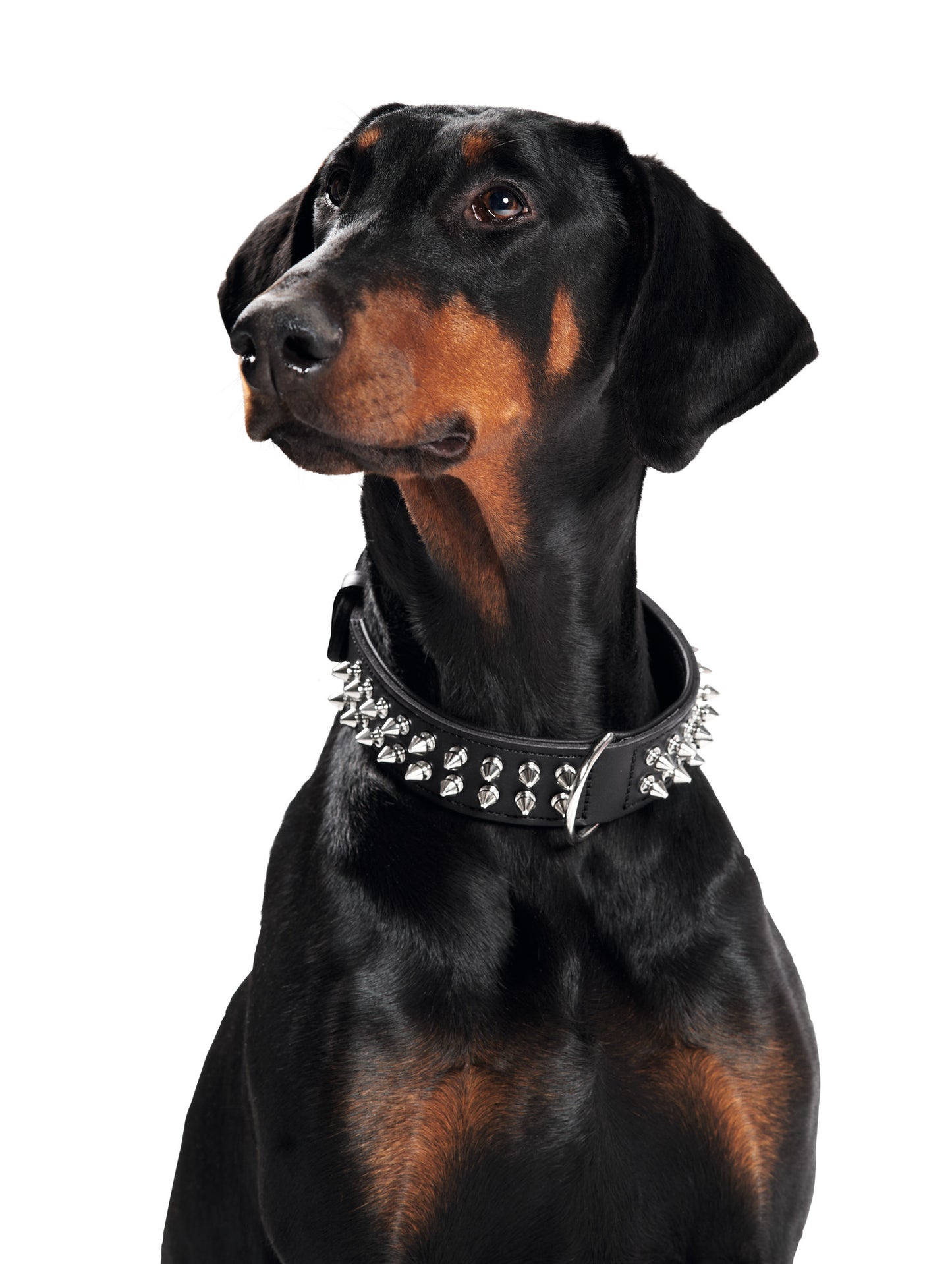 Rambo Boyun Tasması