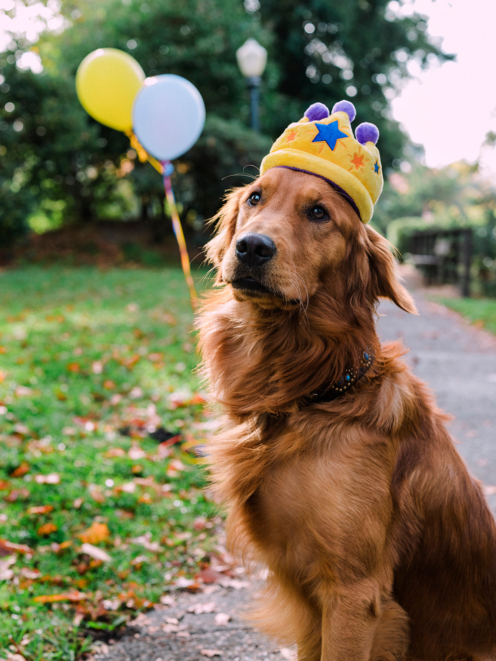 Canine Crown