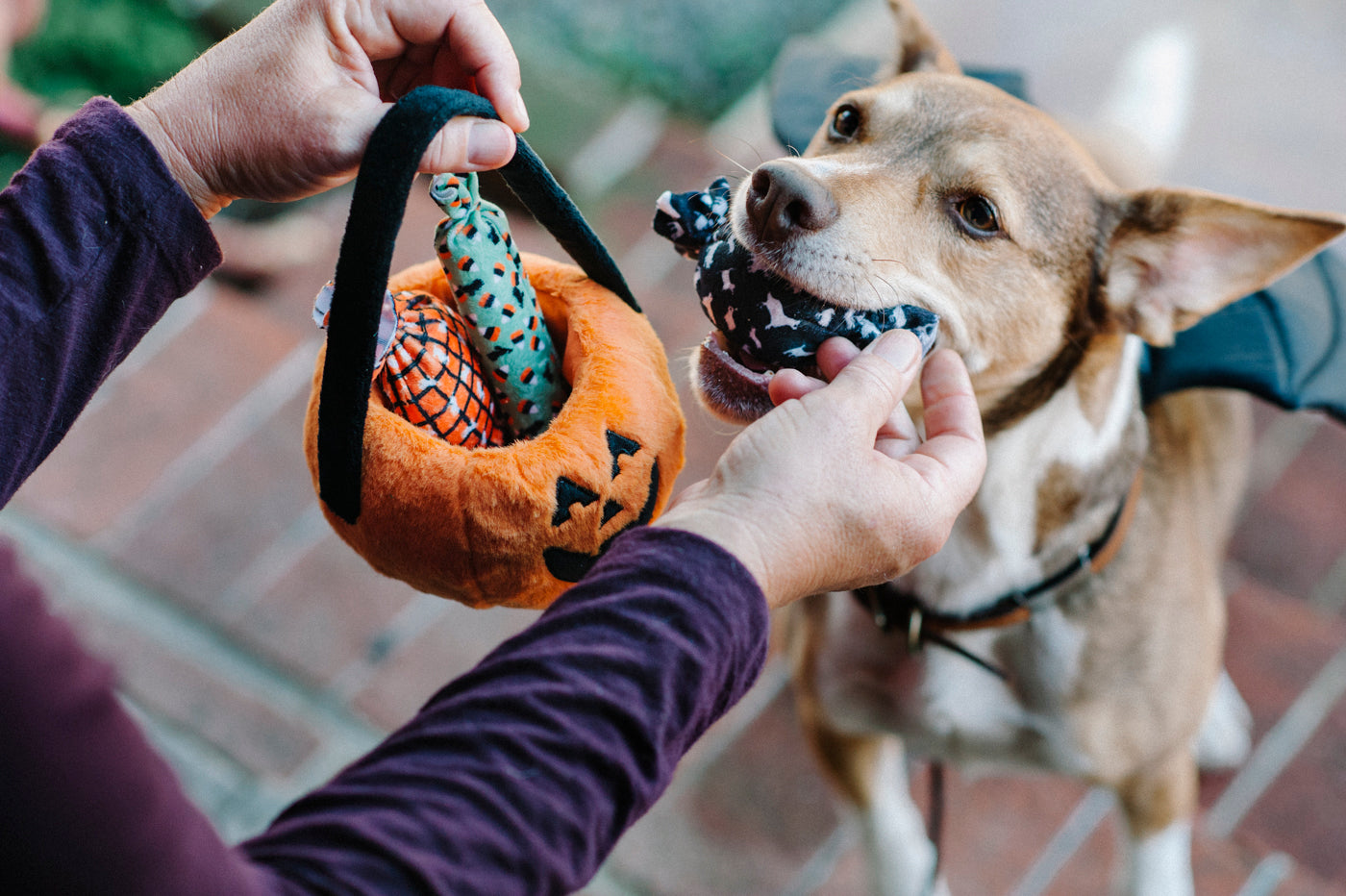 Pumpkin Basket